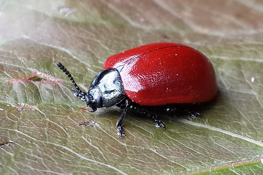 красный жук (red bruchus)